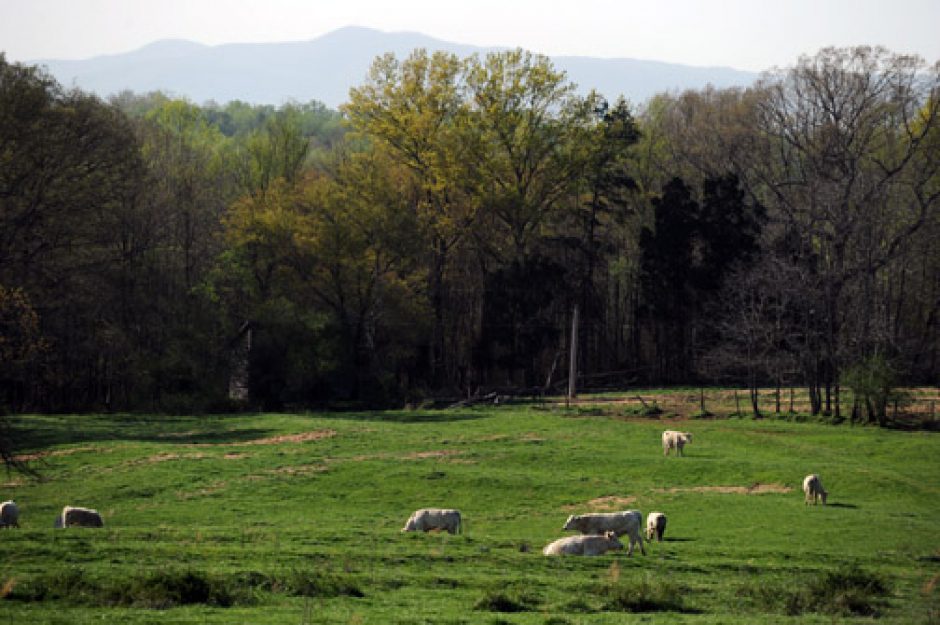 Pasture near Fallston in Cleveland County.