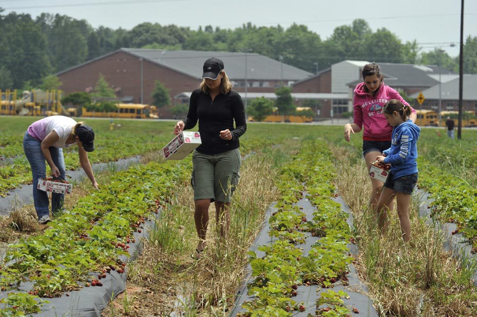 Carrigan Farms pick-your own produce in Iredell County.