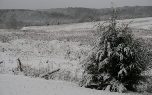 Winter scene in the Uwharries. Photo by Ruth Ann Grissom.  