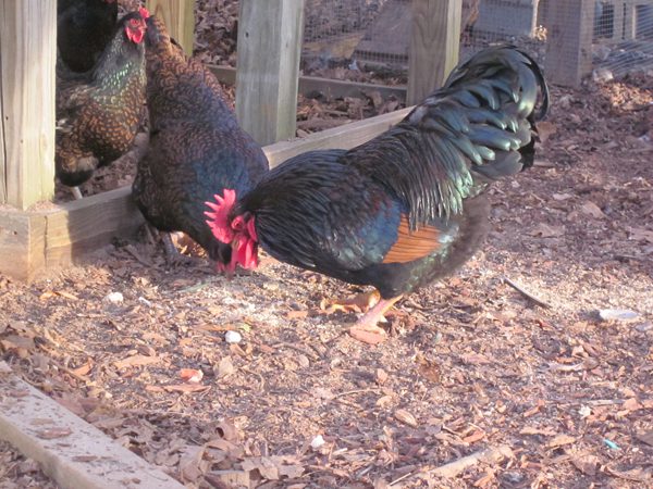 Bantam Barnevelder chickens, bred for both utility and as "show chickens," work well in a free-range backyard environment.