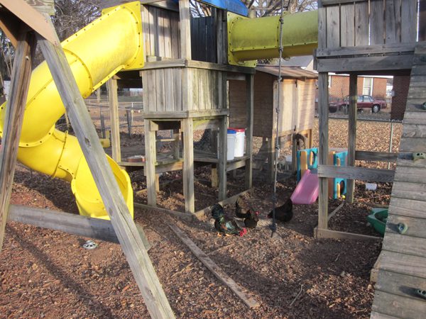 Integrated coop/jungle gym in backyard.  Designed for easy access to eggs.