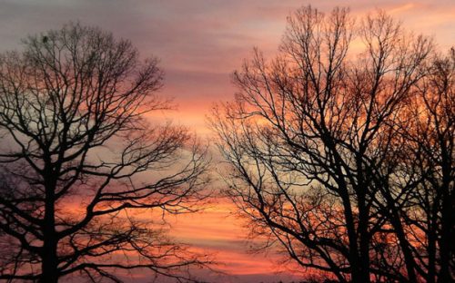 Oak and hickories at sunset.  Photo by Ruth Ann Grissom