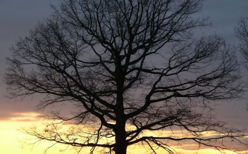 A white oak at sunset.  Photo by Ruth Ann Grissom