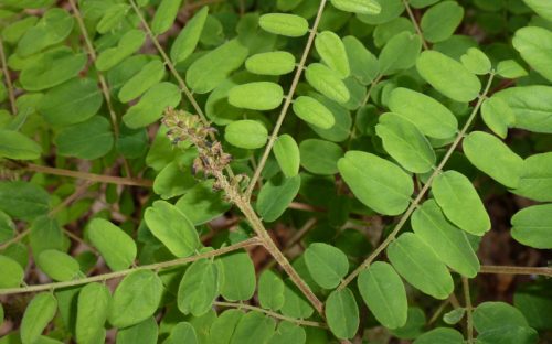 Amorpha, or Piedmont indigo-bush