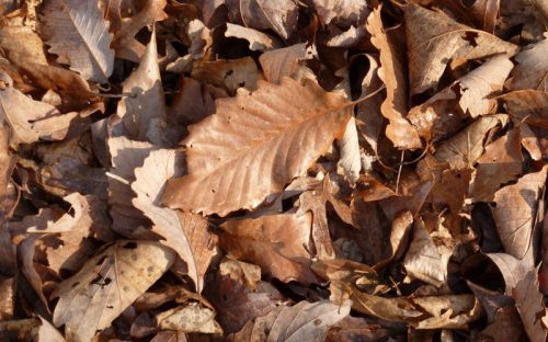 Chestnut oak leaf