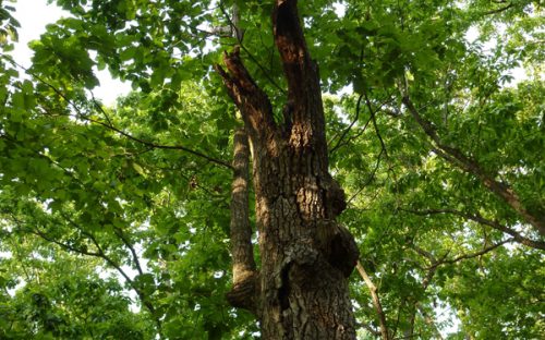 Chestnut oak with snag