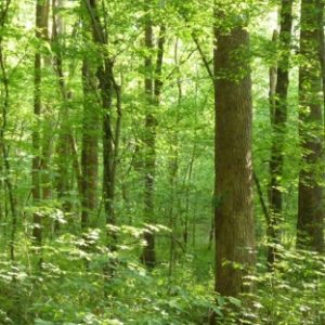 Poplars in diverse understory