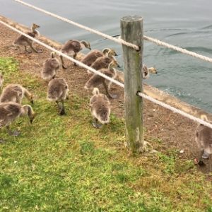The May 13 tour of University City startled this gaggle of goslings, who escaped into the University Place lake. Walk leader Tobe Holmes described ongoing development as well as plans for the area when the Blue Line Extension light rail opens in March 2018. Photo: Mary Newsom