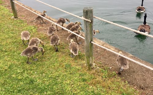 The May 13 tour of University City startled this gaggle of goslings, who escaped into the University Place lake. Walk leader Tobe Holmes described ongoing development as well as plans for the area when the Blue Line Extension light rail opens in March 2018. Photo: Mary Newsom