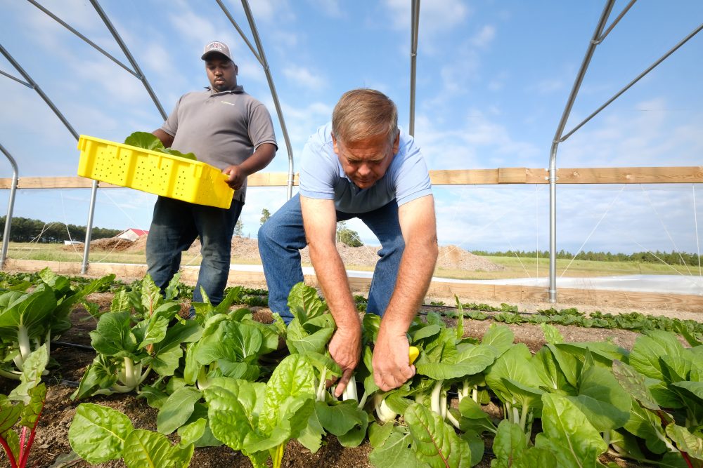 AG Innovation Center Manager Davon Goodwin, and God's Garden Manager David Clark. The AG Innovation Center's demonstration farm's high tunnel greenhouse  produce supplies God's Garden, a hunger-relief non-profit in Richmond County.  They are harvesting bok choy. Photo: Nancy Pierce