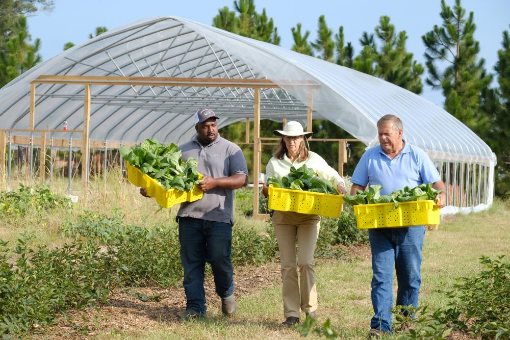 AG Innovation Center Manager Davon Goodwin, and God's Garden Manager David Clark. The AG Innovation Center's demonstration farm's high tunnel greenhouse produce supplies God's Garden, a hunger-relief non-profit in Richmond County. They are harvesting bok choy. Photo: Nancy Pierce
