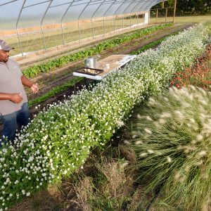 Davon Goodwin, manager of Sandhills AGInnovation Center in Ellerbee, NC, inspects crops. Photo: Nancy Pierce