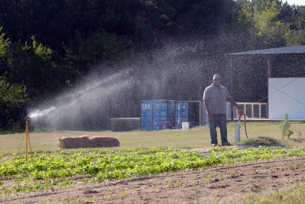 Davon Goodwin, manager of Sandhills AGInnovation Center in Ellerbee, NC, inspecting fields being irrigated. Photo: Nancy Pierce