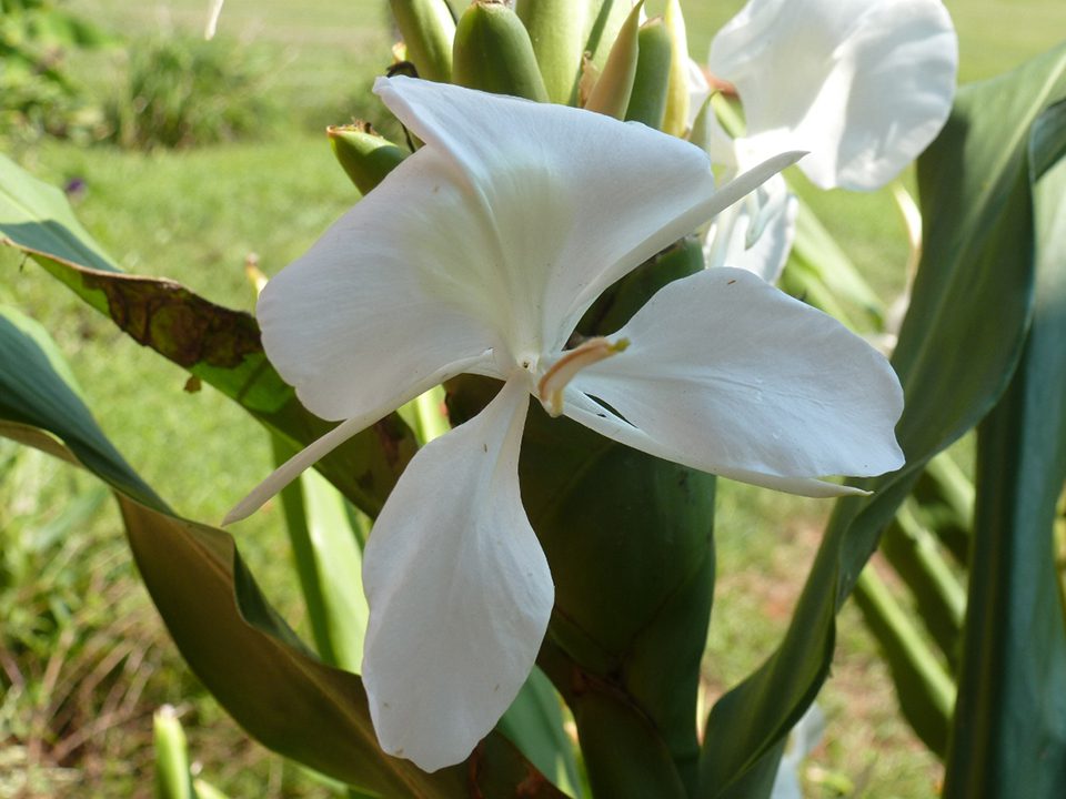 Fragrant late summer flowers - Charlotte Urban Institute