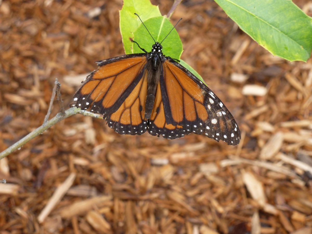 Bedraggled monarch Photo: Ruth Ann Grissom