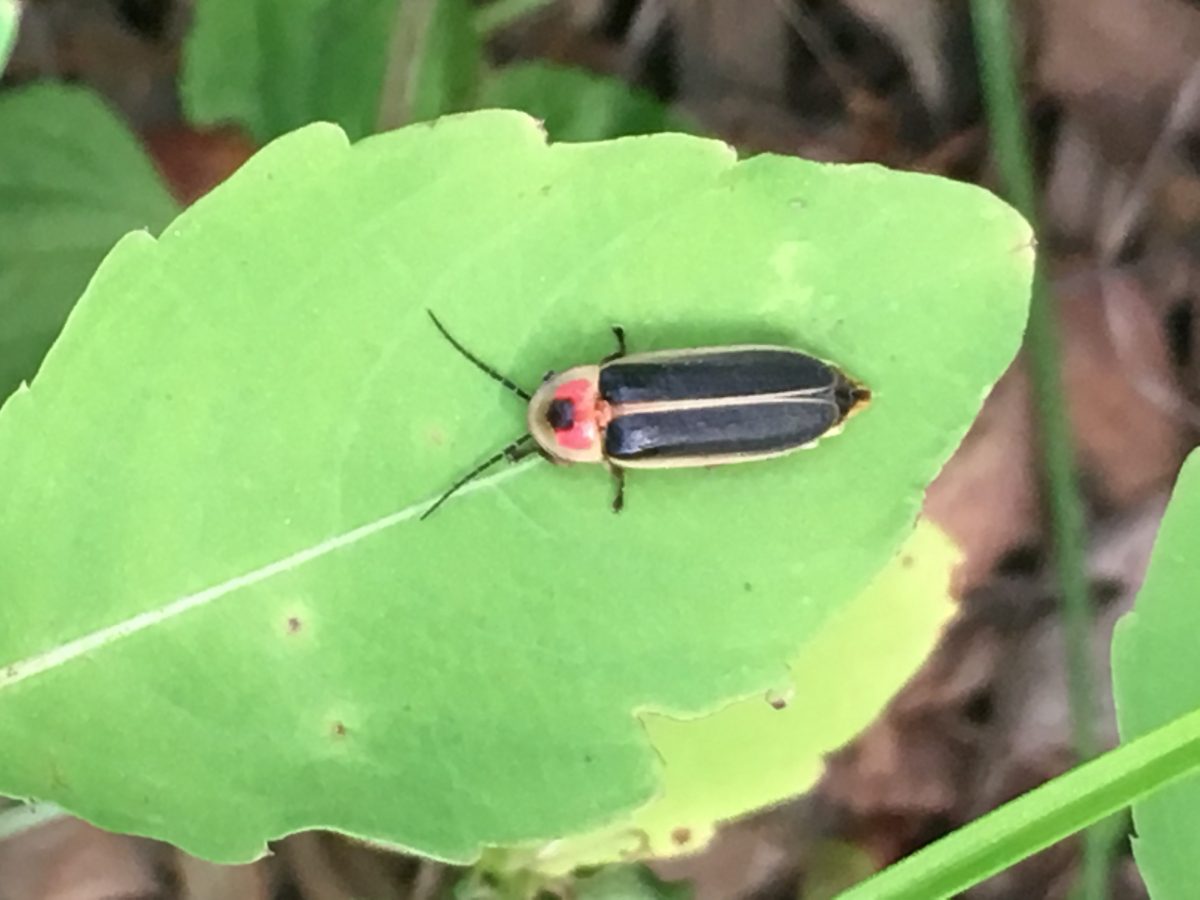 A firefly in the daytime. Photo: Ruth Ann Grissom