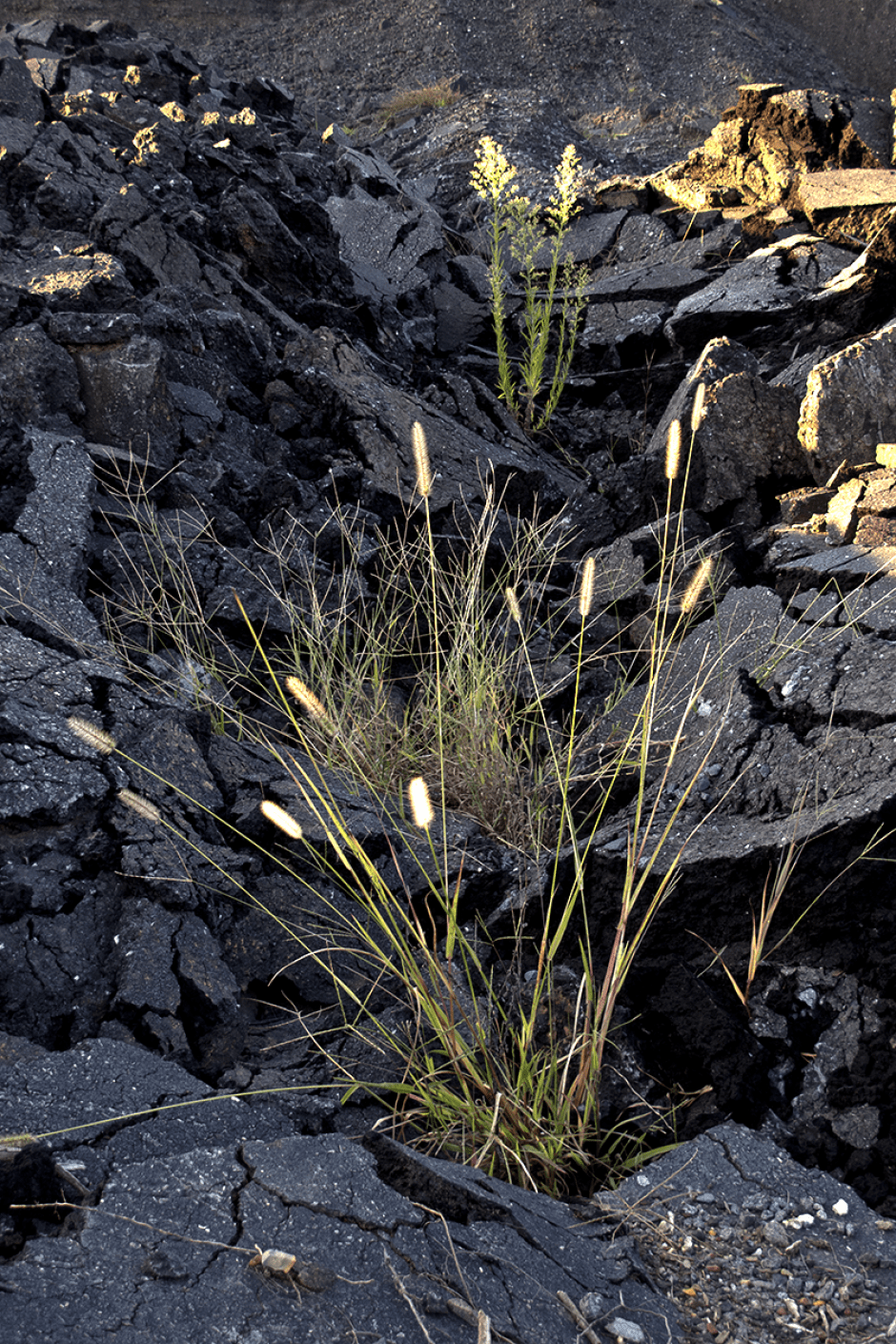 Foxtail grass in asphalt resembling a lava field. Photo: Meredith Hebden