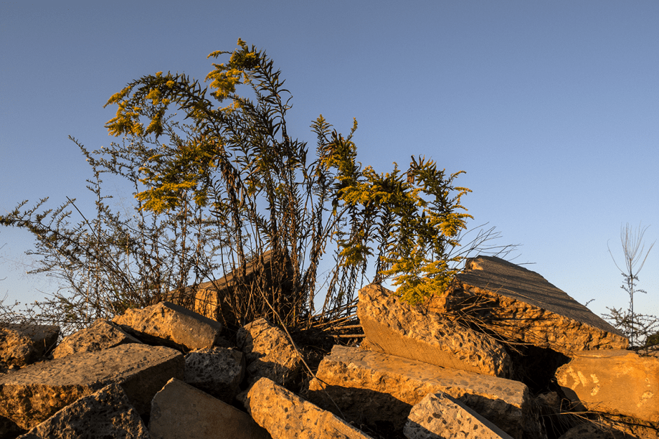 Goldenrod sprouting from concrete debris. Photo: Meredith Hebden