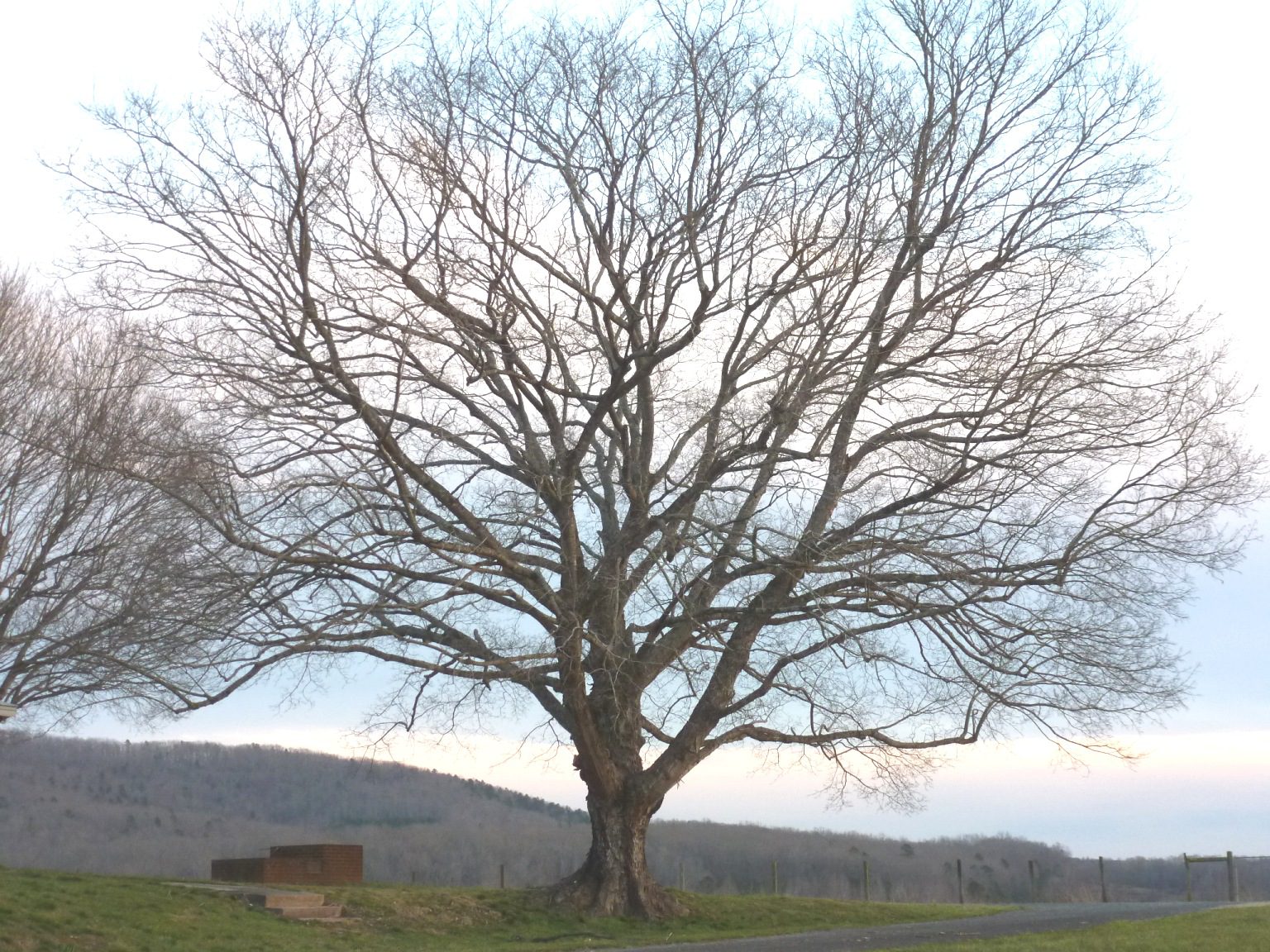 As Arbor Day nears, time to learn a better way to plant trees ...