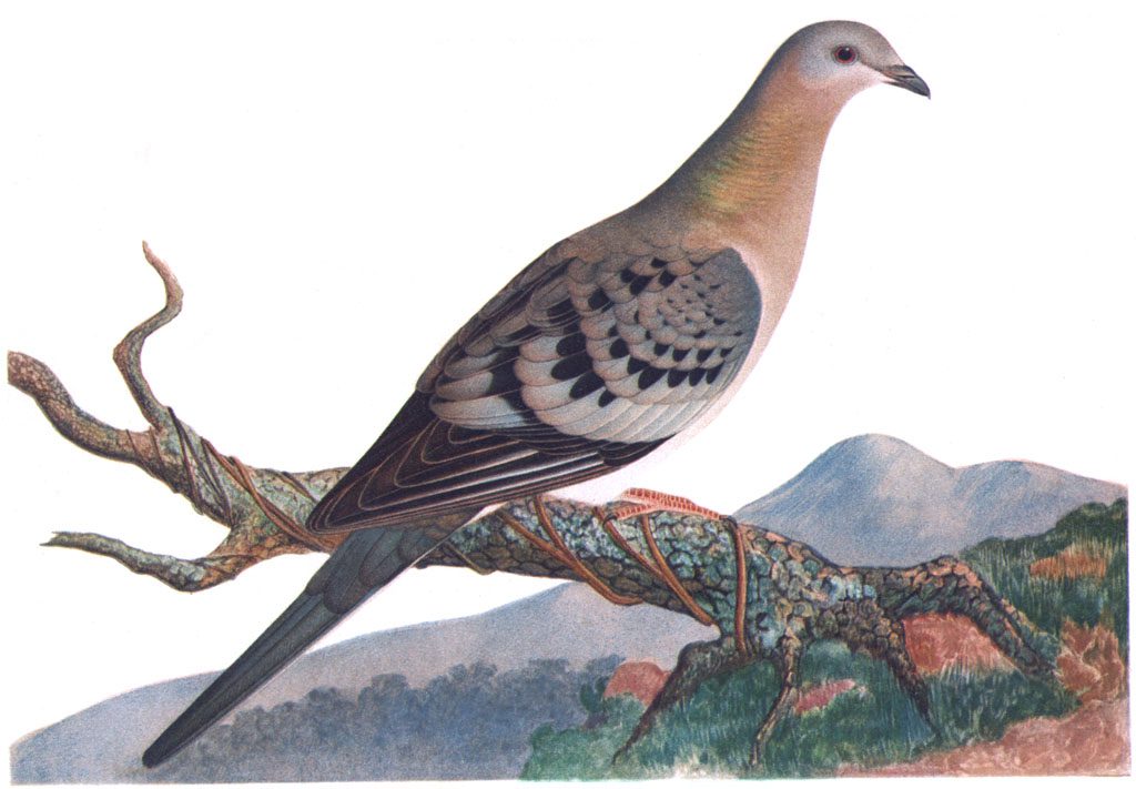 Illustration of the now-extinct passenger pigeon. The pigeons lived in what today is the heart of uptown Charlotte. Image: Cotinis, via Flickr, Creative Commons