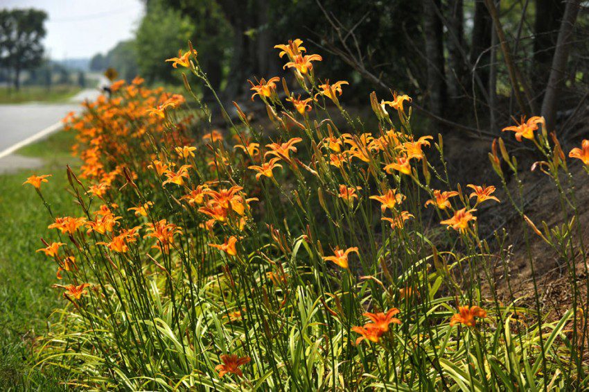 Daylilies grow wild, brightening a Lincoln County highway.