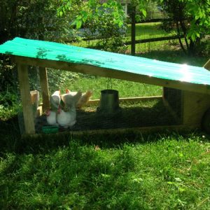 Mobile, backyard coop in Davidson, NC.  Photo courtesy of Rea Wright.  