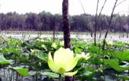  Honorable mention, by Ron Bryant Panorama of American Lotus at a pond in Stanly County. Photo: Ron Bryant