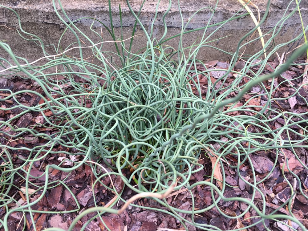 What Is A Rushes Rushes can restore some ecosystems - and beautify your backyard ...
