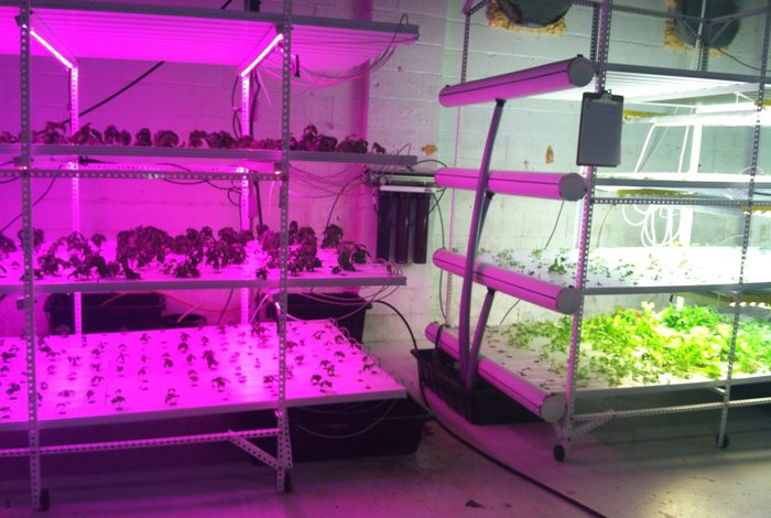 Growing greens indoors to boost local foods, job skills – UNC Charlotte ...