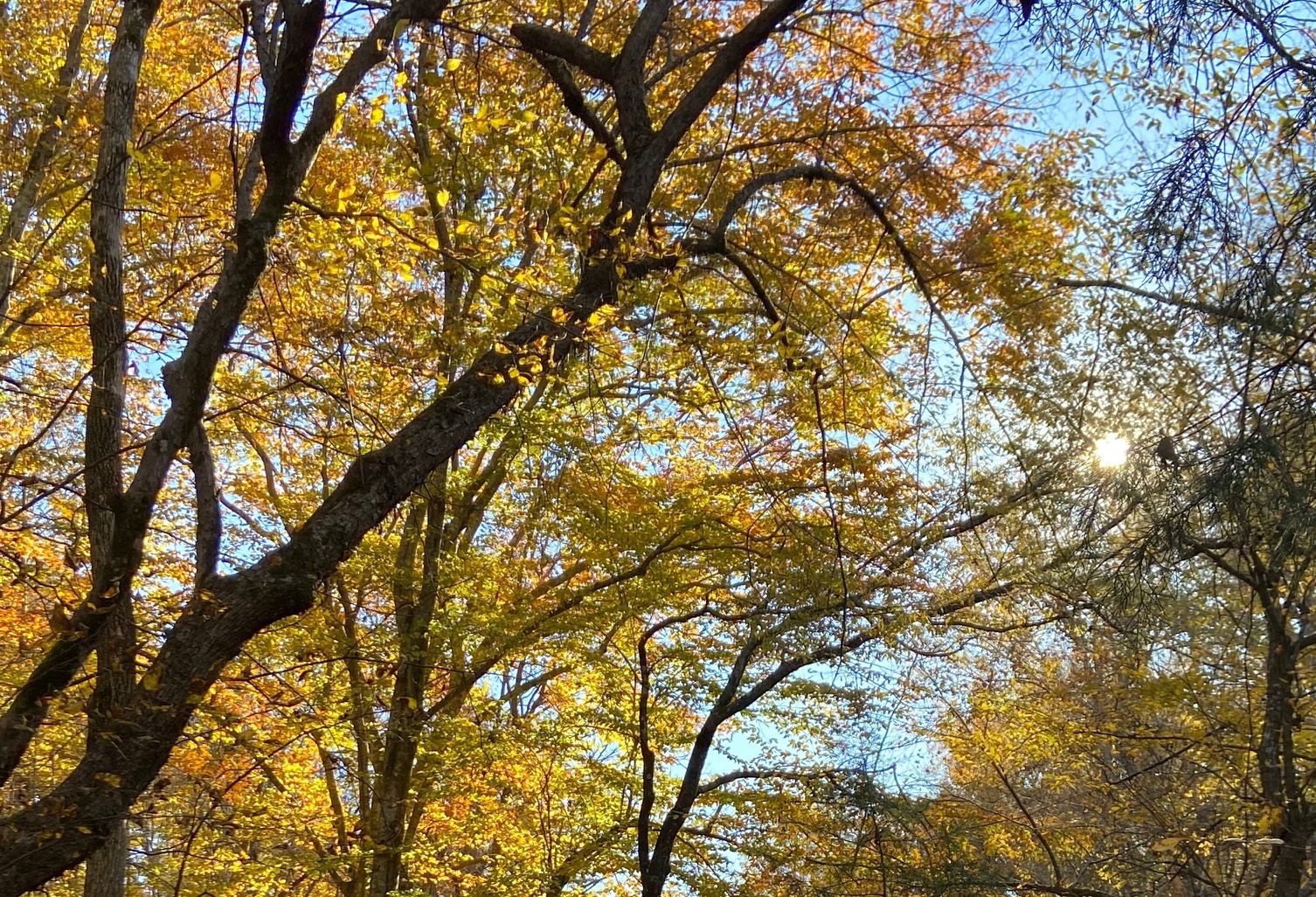 Yellow fall foliage on large trees
