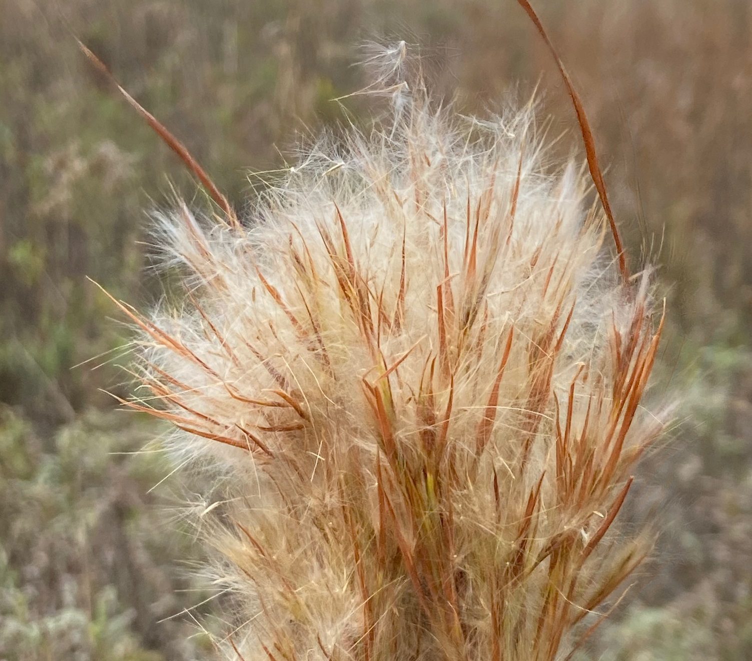 Bluestem grass in seed