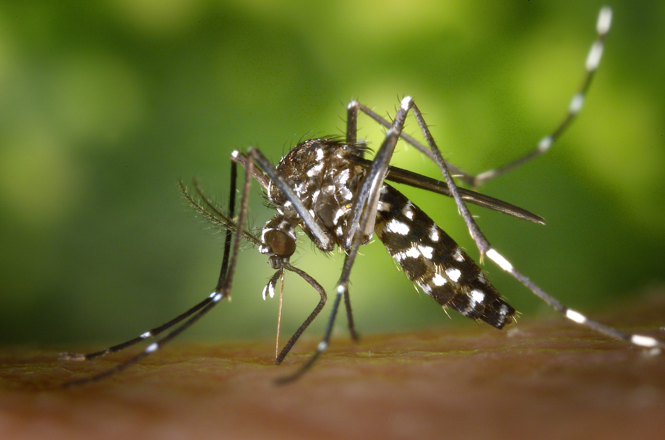 Try the bucket of doom to eliminate mosquitoes without harmful pesticides UNC Charlotte Urban Institute