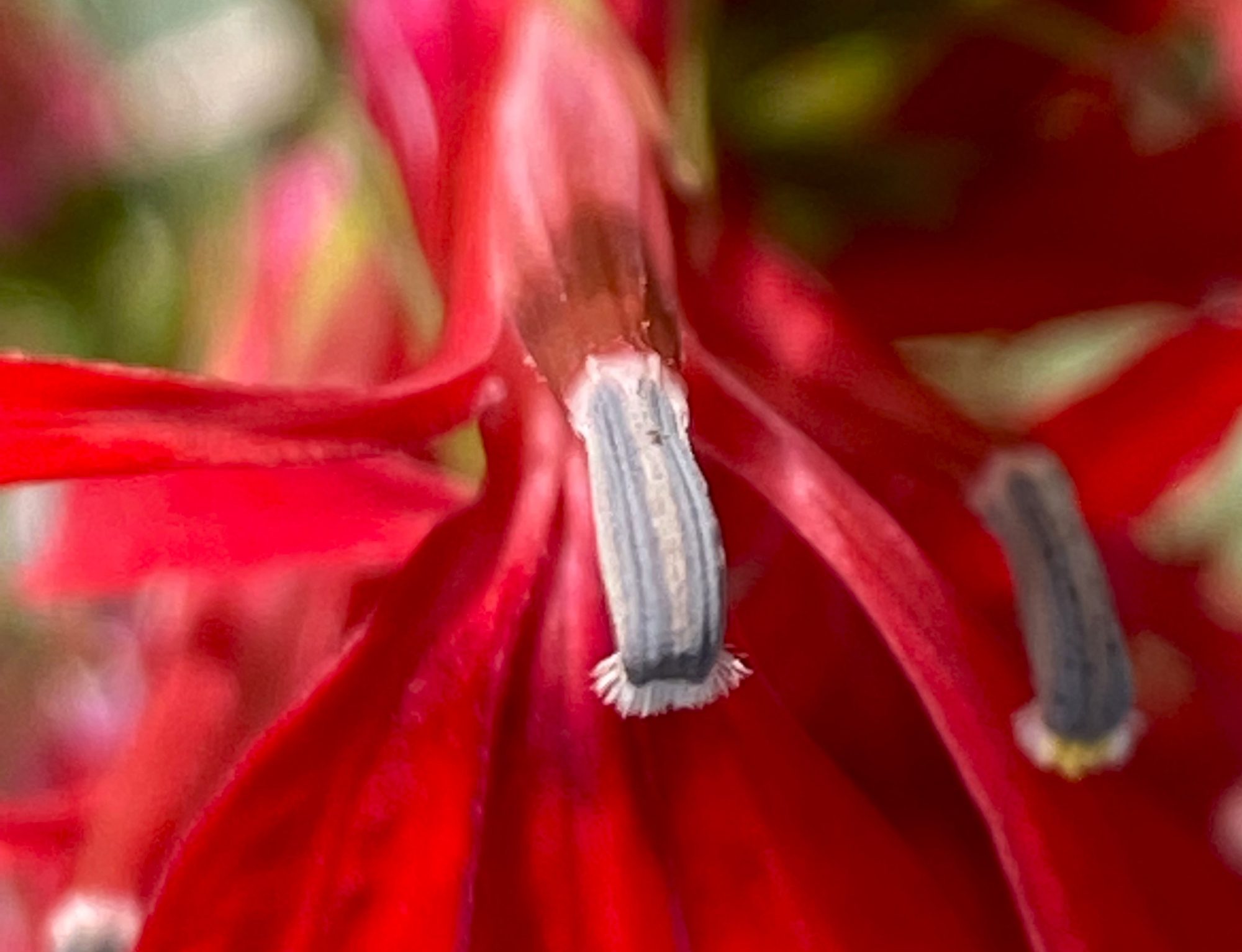 Cardinal flower bloom showing gray anthers