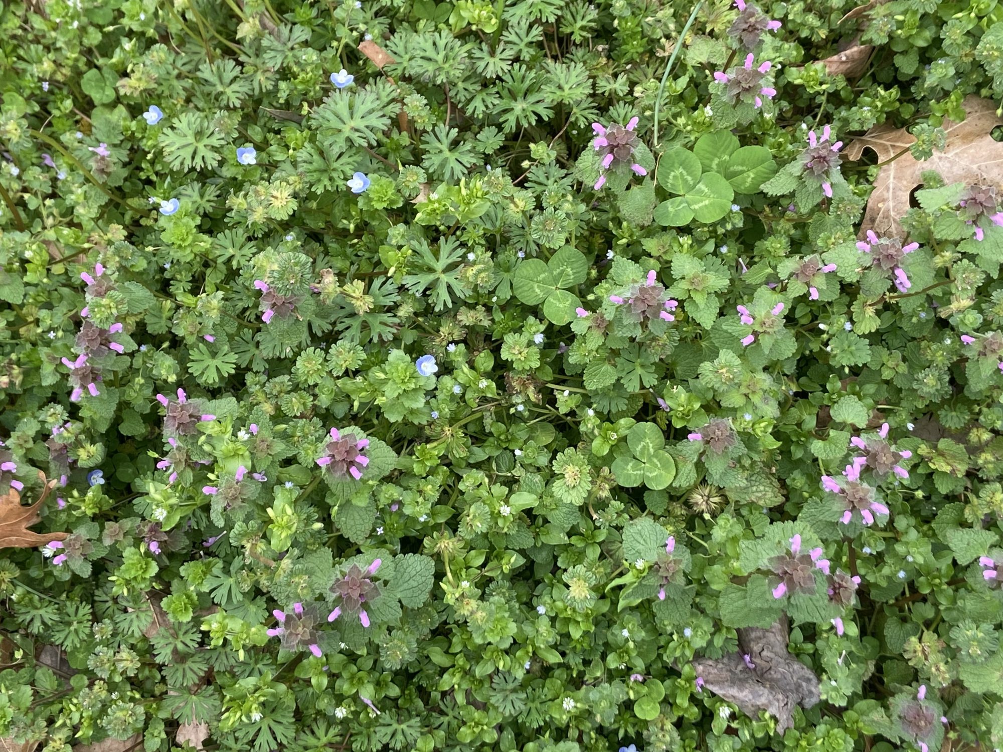 Henbit, speedwell and white clover in a springtime lawn. Photo by Ruth Ann Grissom.