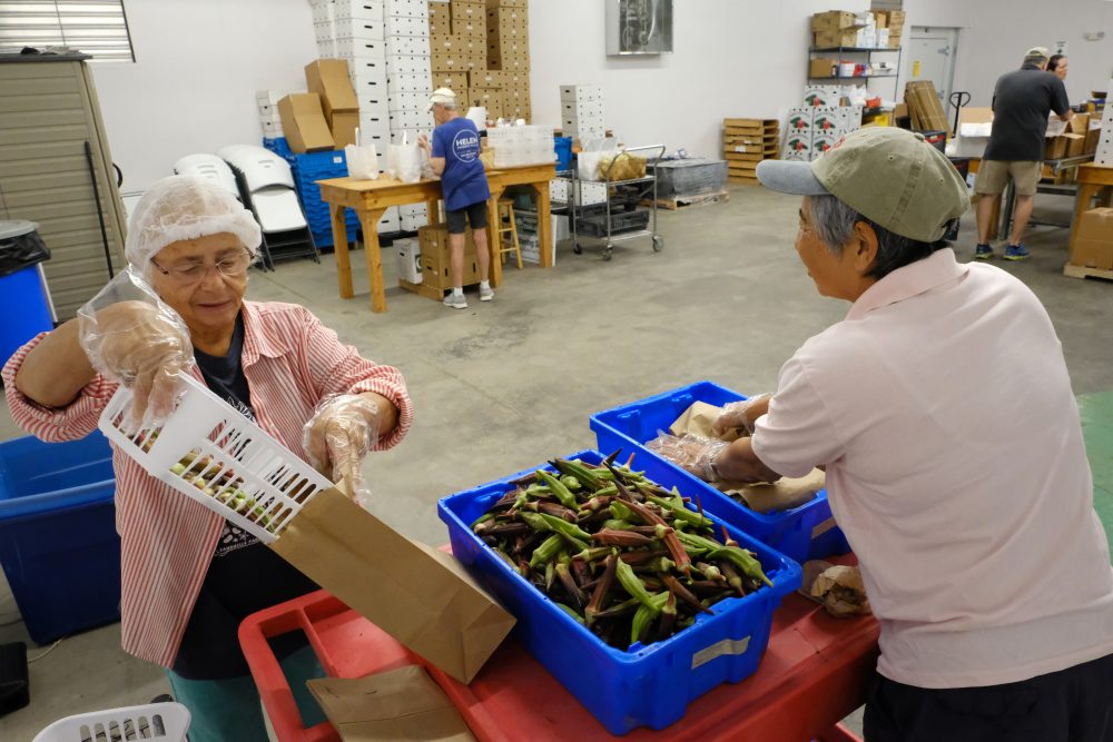 Volunteers for  Sandhills Farm-to-Table, subscription-based community supported agriculture (CSA) and online food store pack just-picked local produce into delivery boxes at Sandhills AGInnovation Center. Photo: Nancy Pierce