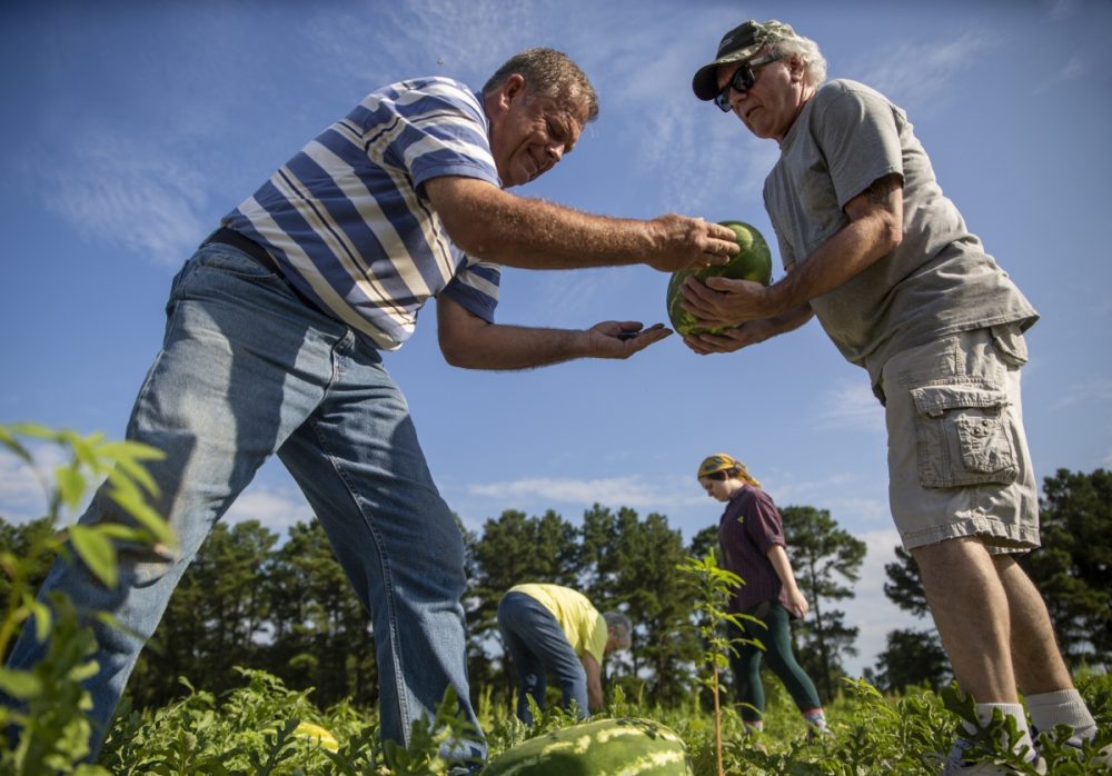 God's Garden farm manager David Clark harvests watermelons with volunteers at the July 2019 watermelon harvest in Candor, NC. Annually, God's Garden grows nearly 70,000 lbs of produce on an average of 8 acres in Richmond and Montgomery Counties.  All produce is donated to the Sandhills Food Bank and other area food pantries in order to increase access to fresh, local produce for families experiencing food insecurity. Photo courtesy Resourceful Communities/The Conservation Fund 