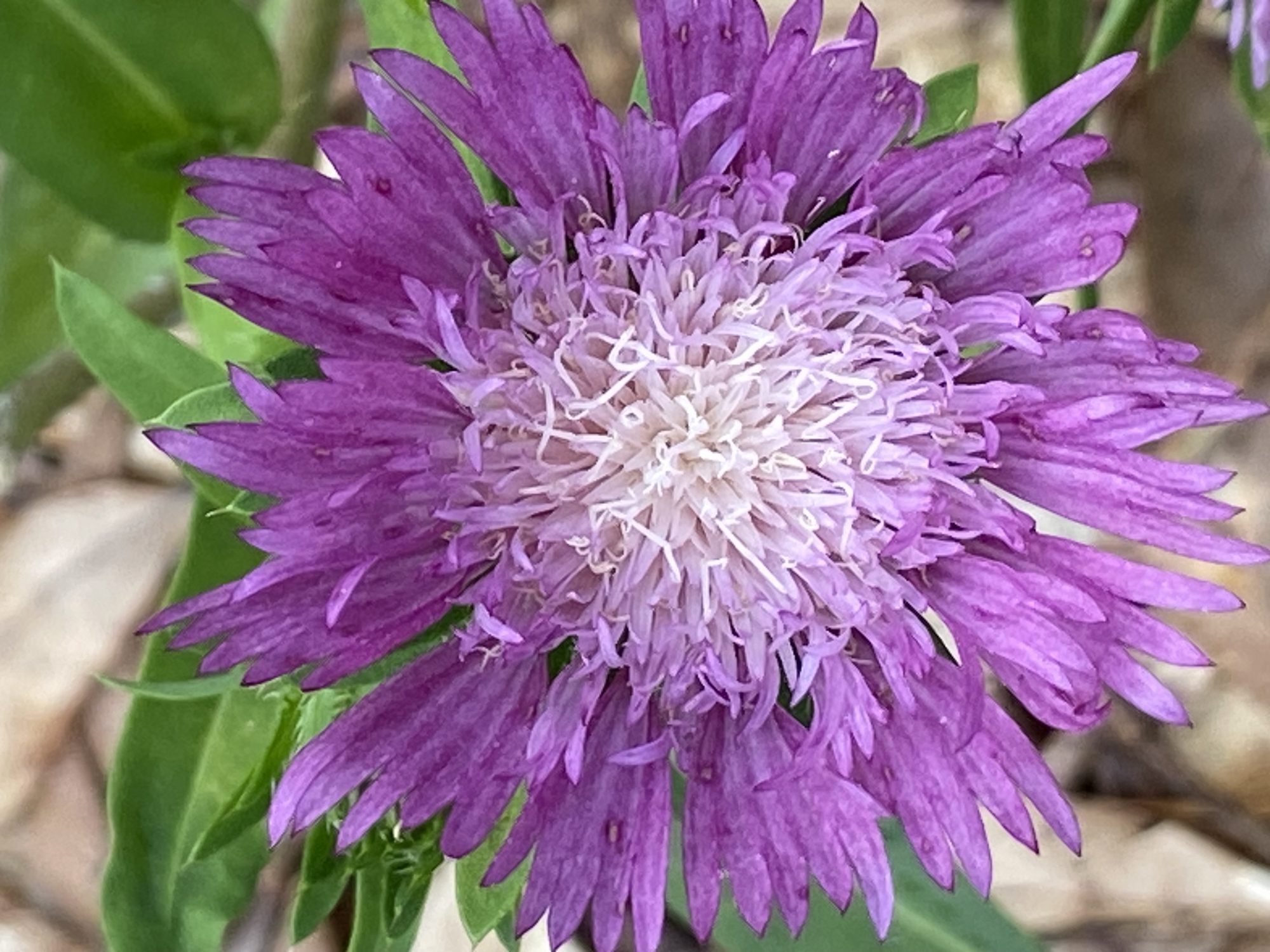 Stokes aster. Photo by Ruth Ann Grissom.