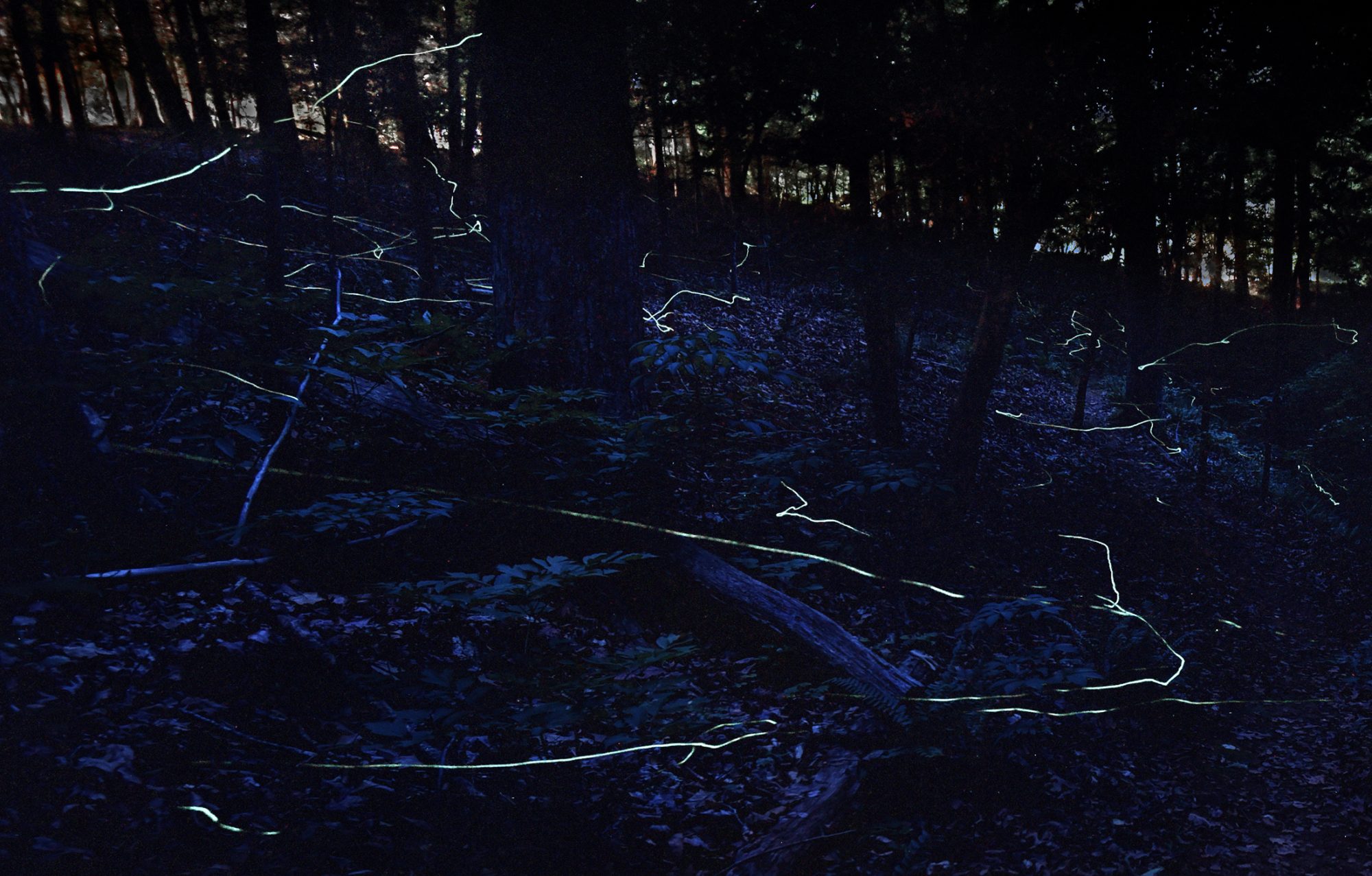 Firefly trails in a dark forest