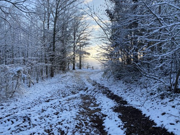 Snow on a dirt road lined by trees.