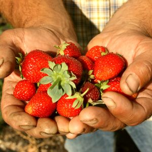 A farmer holds a handful of organic strawberries.