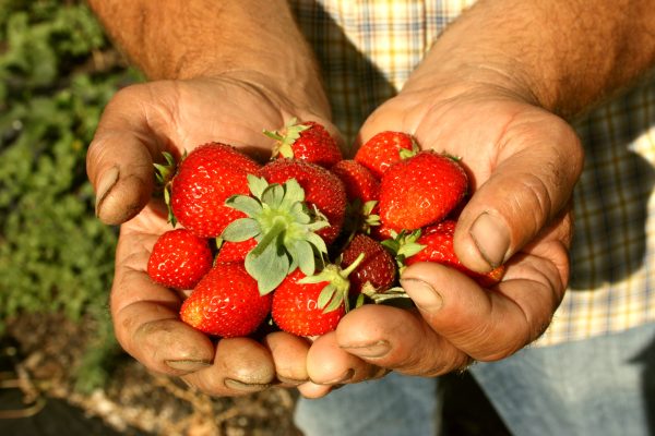 Farmer holding a handful of strawberries